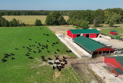 cows-pasture-barn-grazing