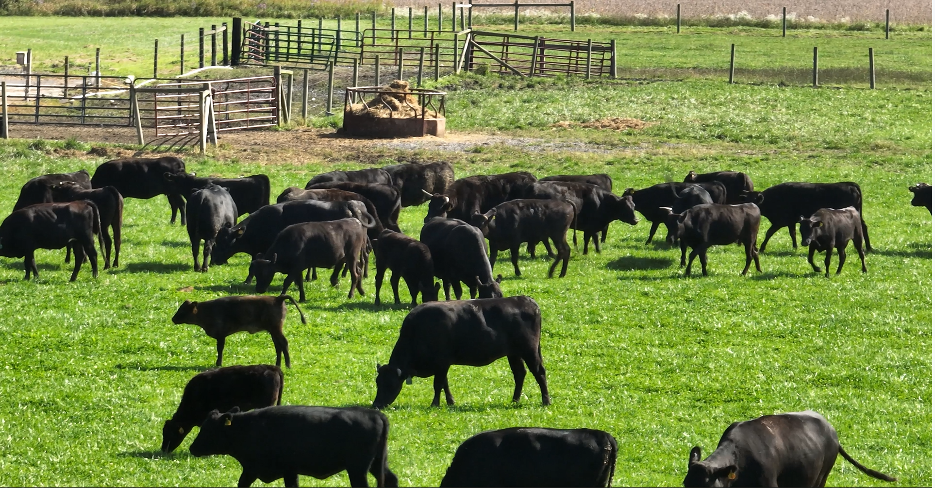 Close up of herd in pasture